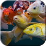 Logo of Koi Video Live Wallpaper android Application 